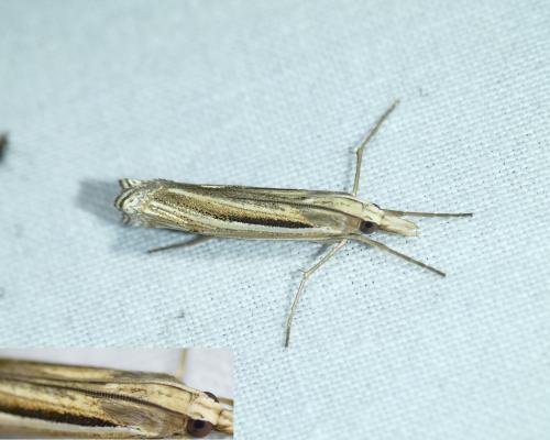 Réf. 269 819 : Ancylolomia tentaculella